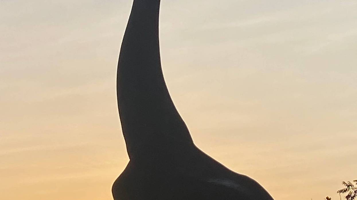 The Dallas Zoo’s much-anticipated Dollar Days promotion is in full swing today, with all 20,000 $1 tickets sold and on-site parking quickly hit capacity - setting a steep $12 fee for the limited 1,200 slots available.