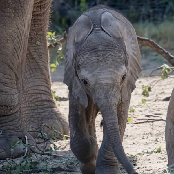 The Dallas Zoo’s newest African elephant calf, Matope, is now making public appearances in the Giants of the Savanna exhibit after weeks of bonding off-habitat with his herd.