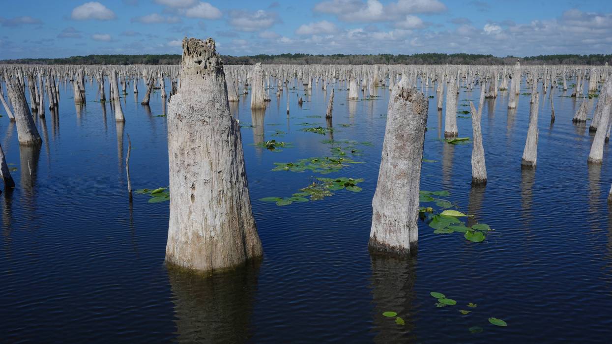 Decades after a Florida canal project was abandoned, advocates are trying to reunite 2 rivers