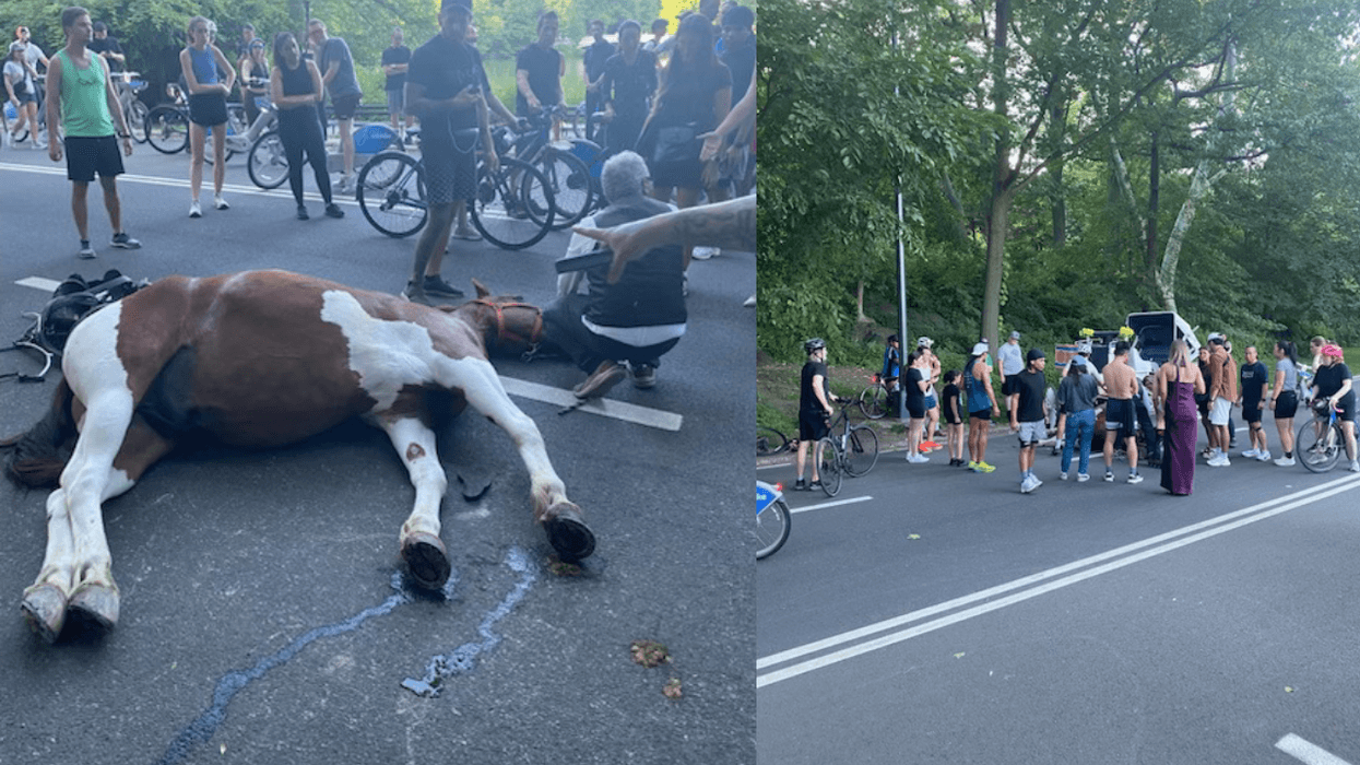 Central Park carriage horse died from eating a poisonous plant: necropsy