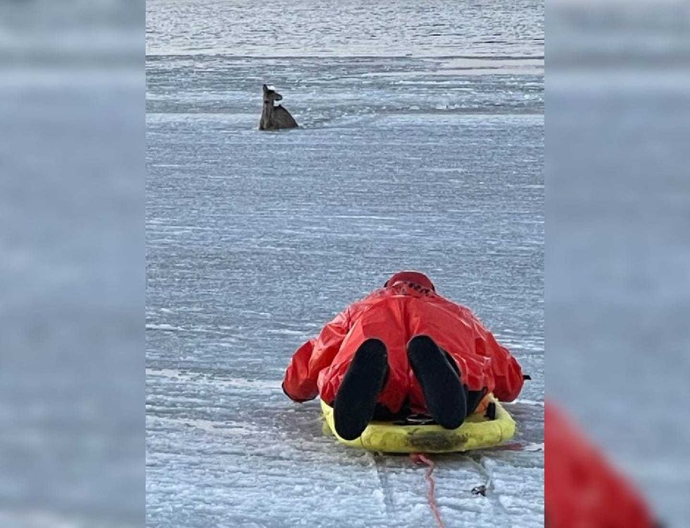 The deer was stuck in the ice-covered Narrow Bay, off Smith Point County Park, in Shirley on Sunday afternoon