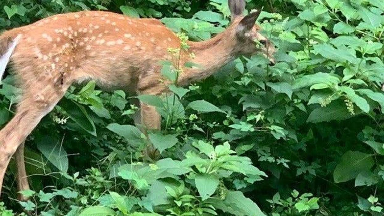 The deer