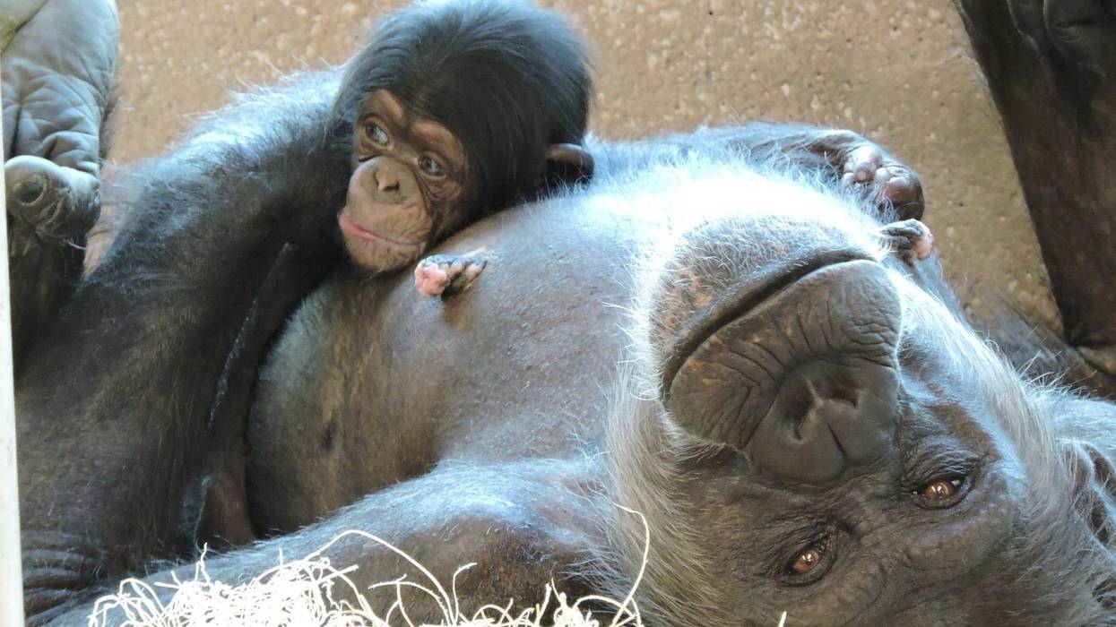 The Detroit Zoo has introduced its newest and cutest addition — a baby chimpanzee born to first-time mom, Tanya.