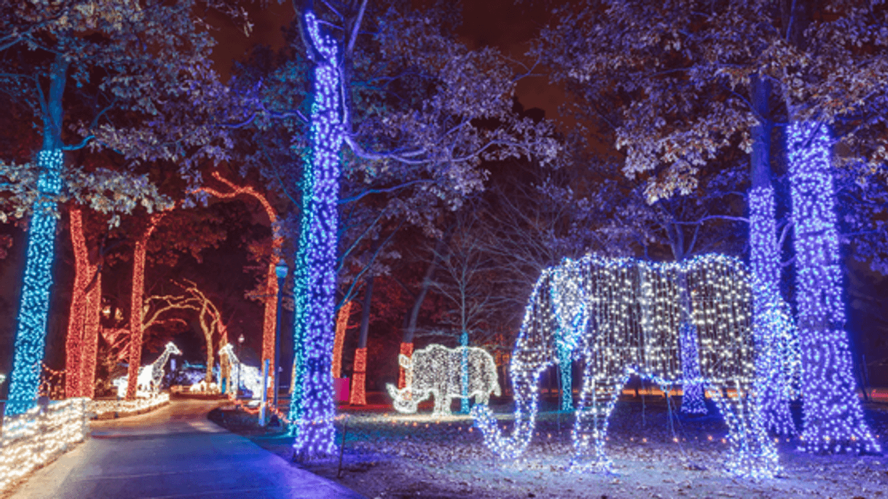 The Detroit Zoo's one-of-a-kind holiday experience officially kicks of Saturday as Wild Lights opens to the public for the tenth year in a row.