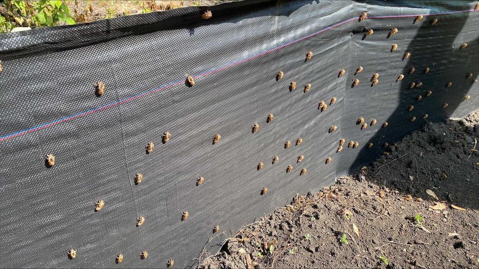 The discarded shells from periodical cicadas hang from a fence at the Willowbrook Forest Preserve in Glen Ellyn.