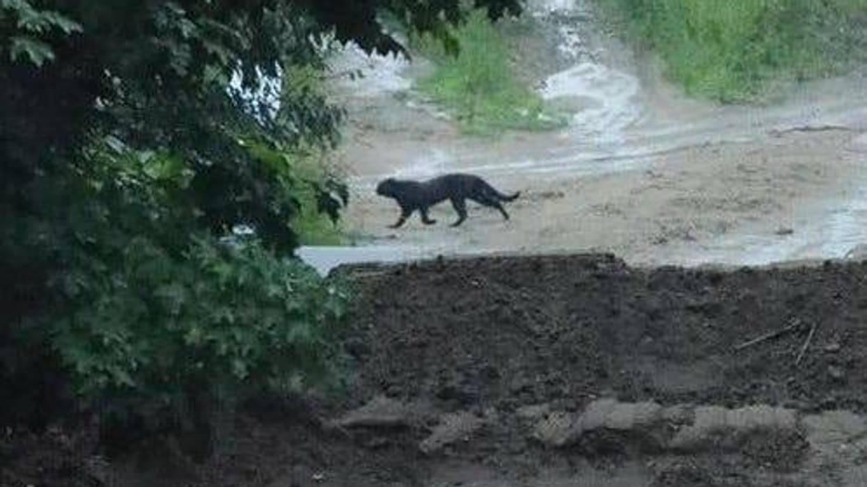 The DNR said they are looking into images of a large black cat with a long tail captured by a photographer during a 5K race southwest of Traverse City on Saturday.