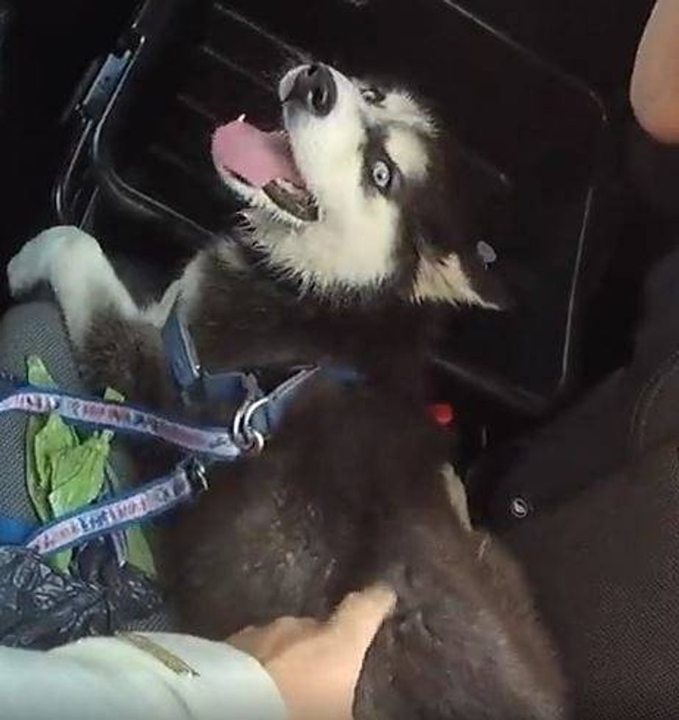 The dog found inside the car.
