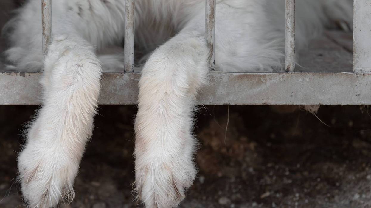 The dog's paws are hanging between the rods from the cage of the aviary.