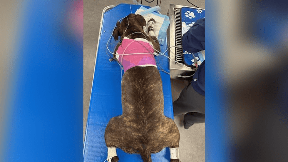 The dog was shot multiple times and suffered wounds to its muzzle and shoulder areas.