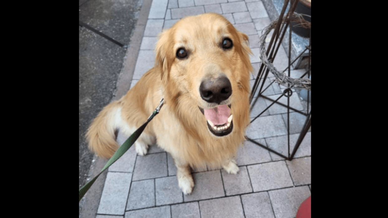 The dog, which appears to be a Golden Retriever, was found in "a small German village."