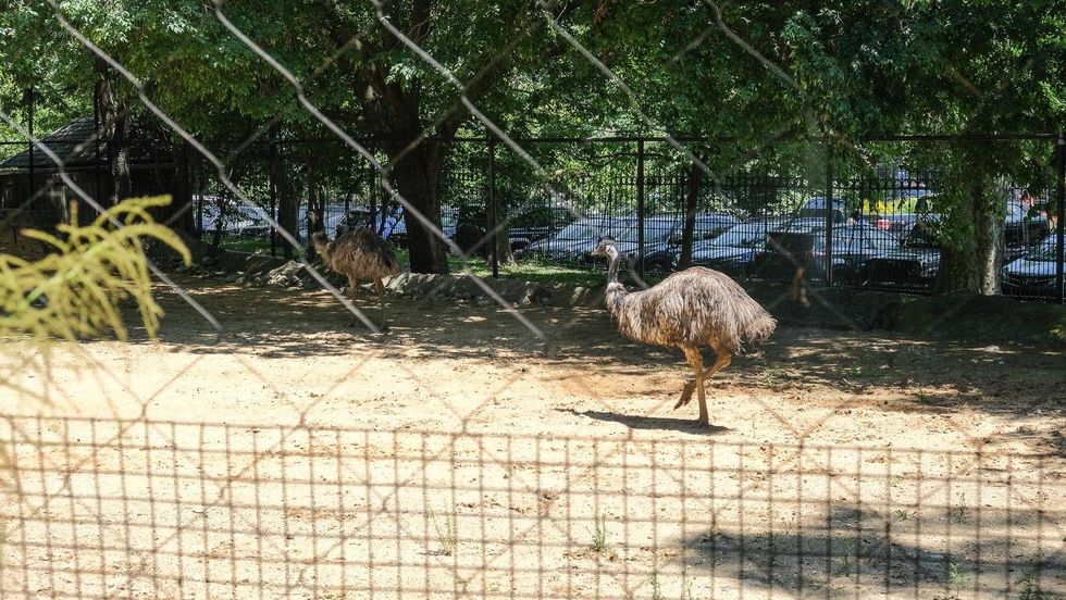 The emus were the first to go back into an outdoor enclosure with their kangaroo friends, after being kept off exhibit for several months.