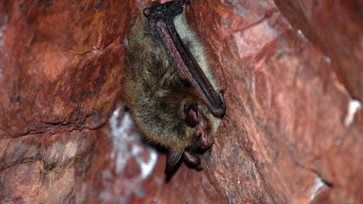 The endangered northern long-eared bat makes its nests in trees that will no longer be allowed to be cut down under new federal guidance. Some cities have tried to caution developers to get trees down before the restrictions go into effect ahead of the prime nesting season on April 1.