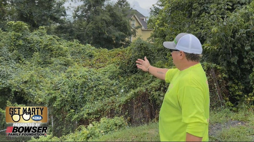 The entire backyard is covered in overgrown trees and vines.