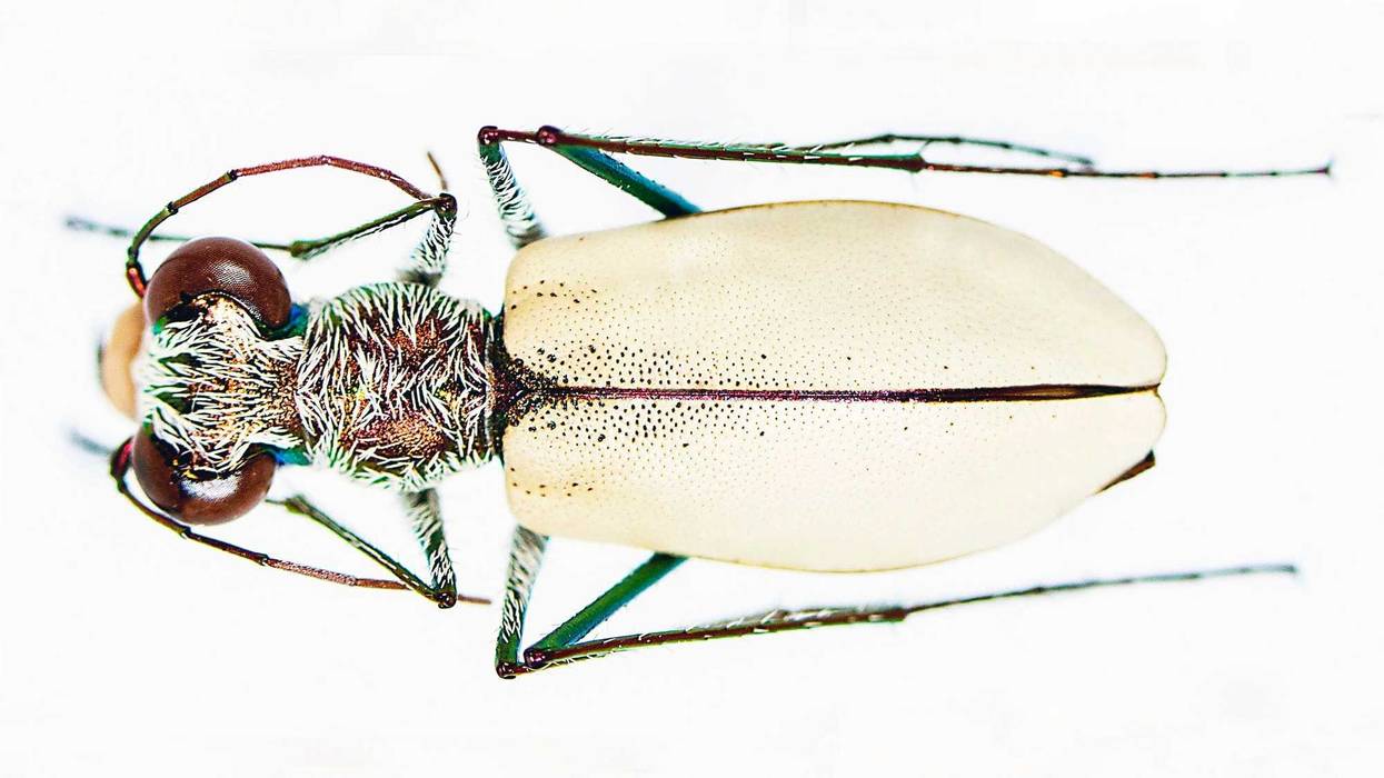 The Eunota luecophasma, or the white ghost tiger beetle