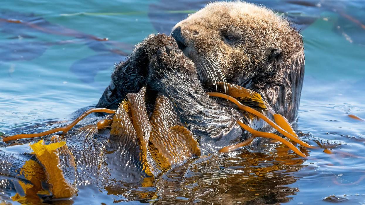 The federal government is thinking about reintroducing seat otters in Northern California to help fight climate change.