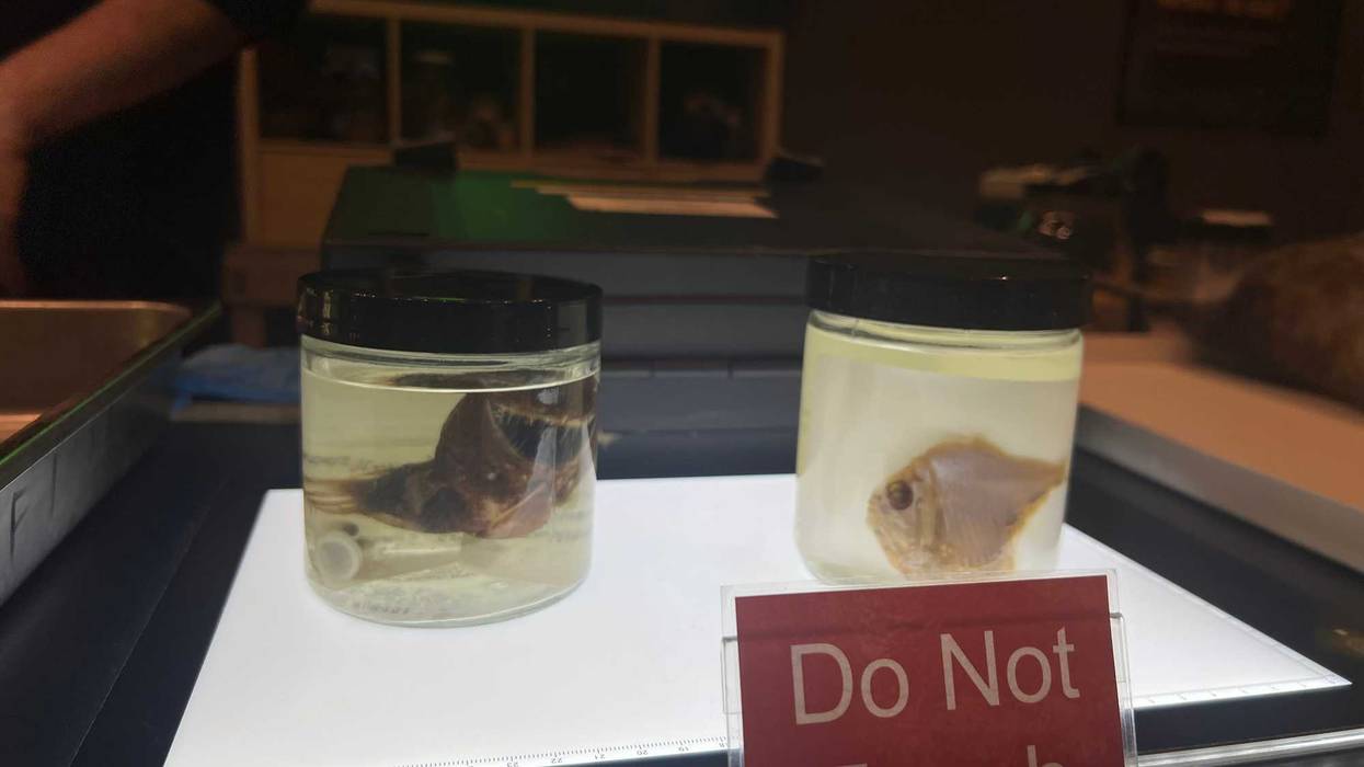 The Field Museum shows off specimens of bioluminescent fish. The animals were a part of the Museum's holiday edition of "Meet a Scientist."