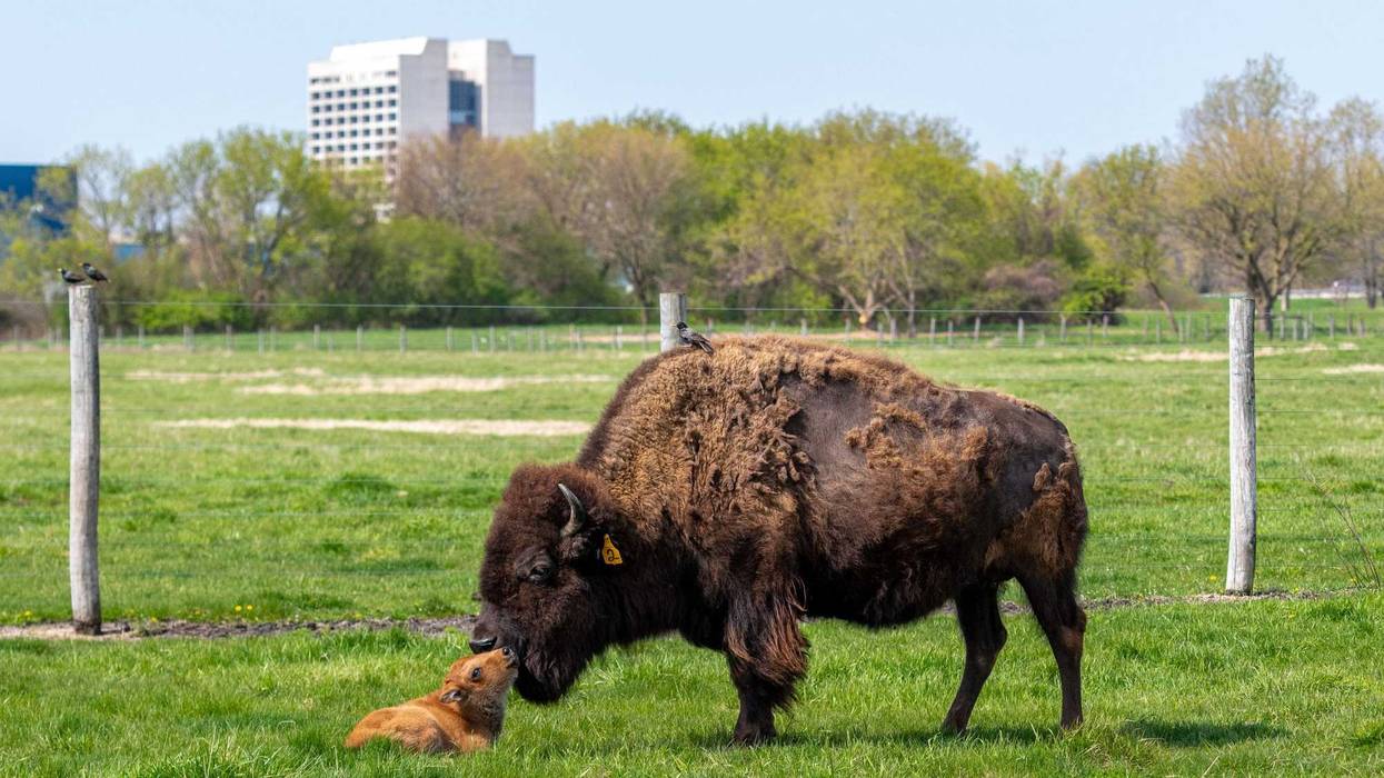 The first baby bison was born this morning at Fermilab, beginning a new season for the herd.