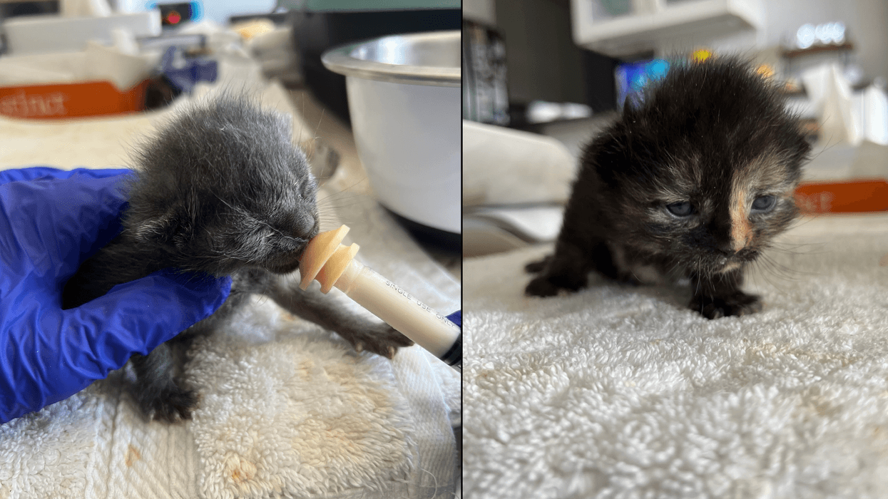 The four kittens are now doing well and will be up for adoption in a couple months
