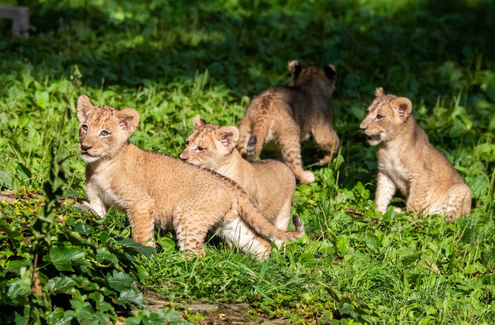 The four lion cubs together