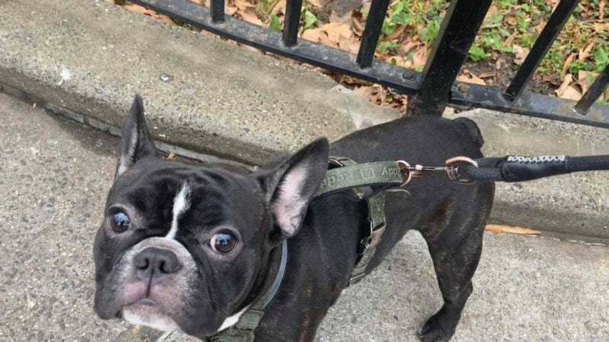 The French Bulldog was quickly returned to its owner by the NYPD after being taken by an armed robber in Queens on Christmas Day.