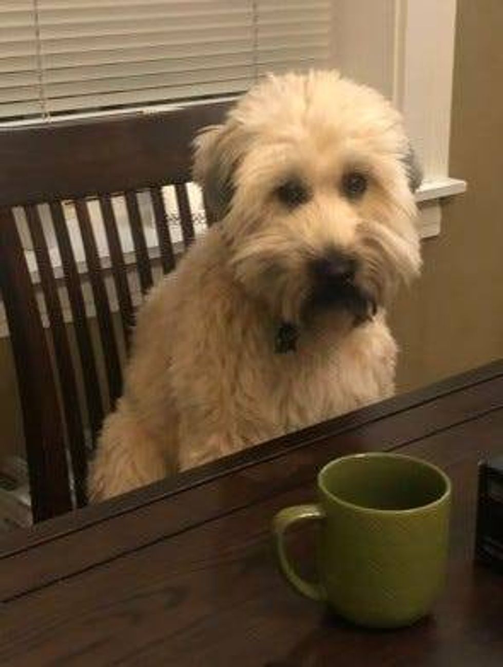 The Fuzzhead persona