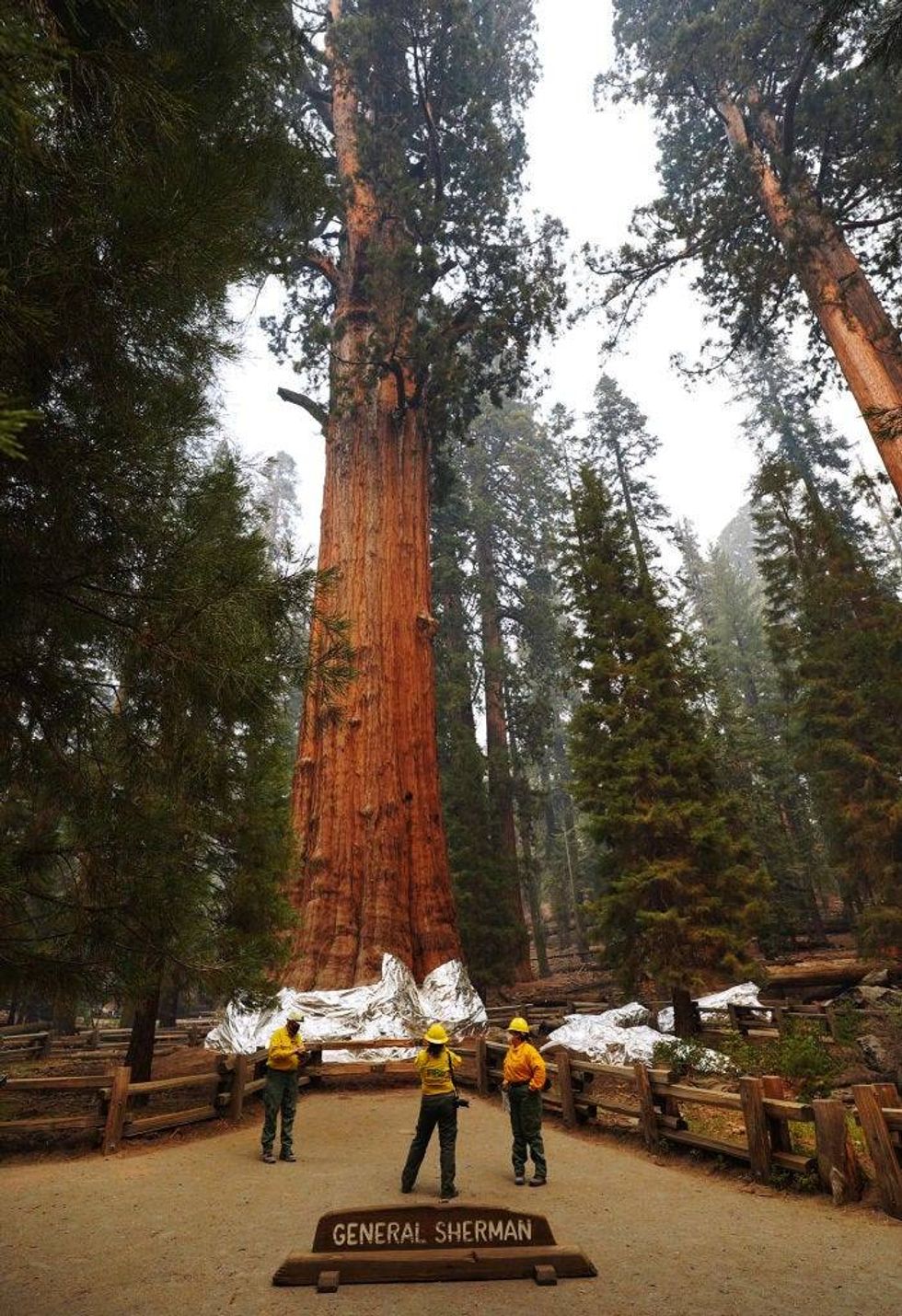 The General Sherman giant sequoia, center, is inspected by National Park Service public information officers during a tour of the KNP Complex fire burn area around Giant Forest on September 30, 2021 in Sequoia National Park, California.