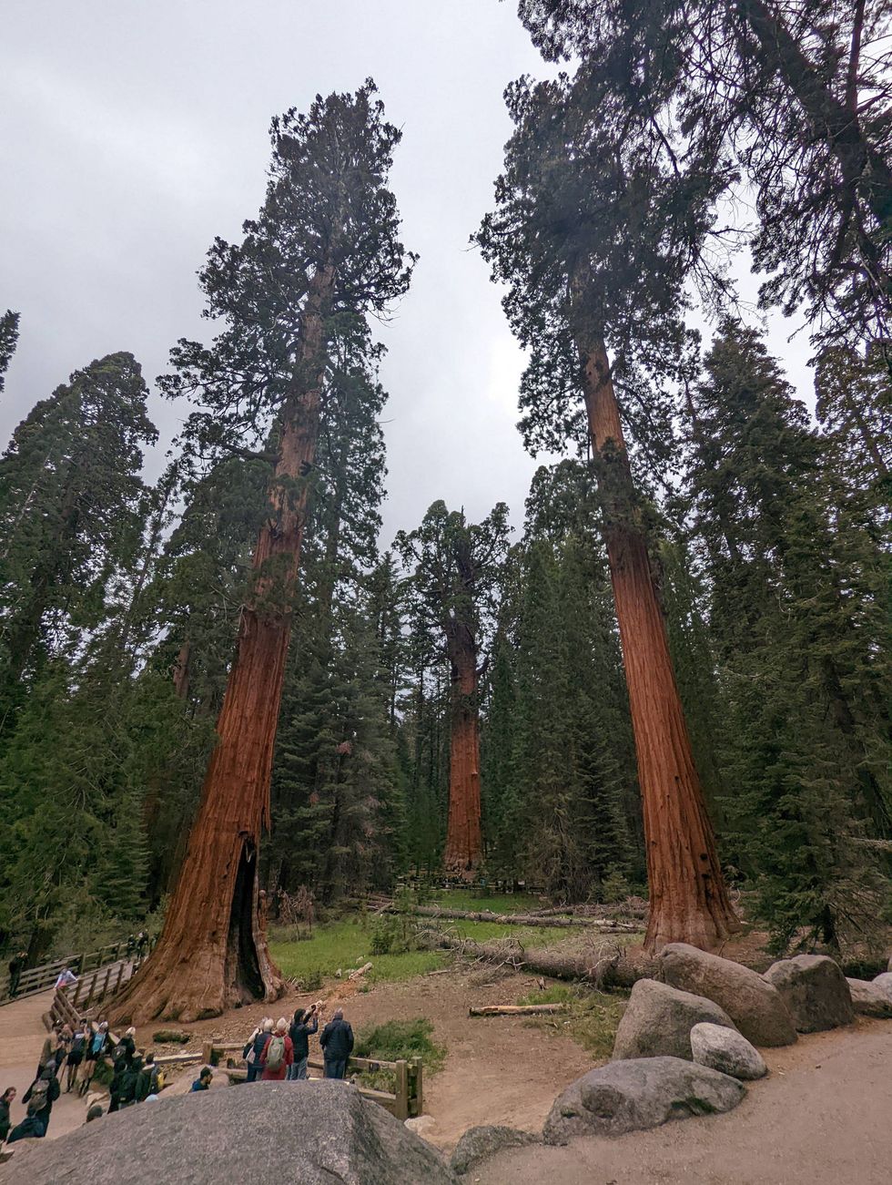 The General Sherman Tree (center), flanked by other giant sequoias and tourists in Sequoia National Park