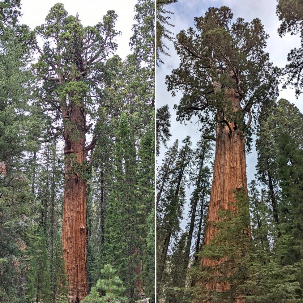 The General Sherman Tree in Sequoia National Park