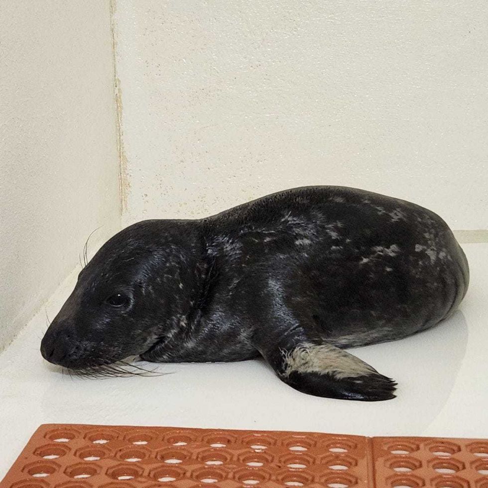 The gray seal pup was rescued, given supportive care and is currently in the nonprofit