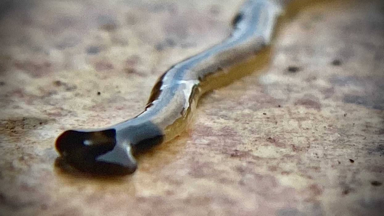 The hammerhead flatworm.
