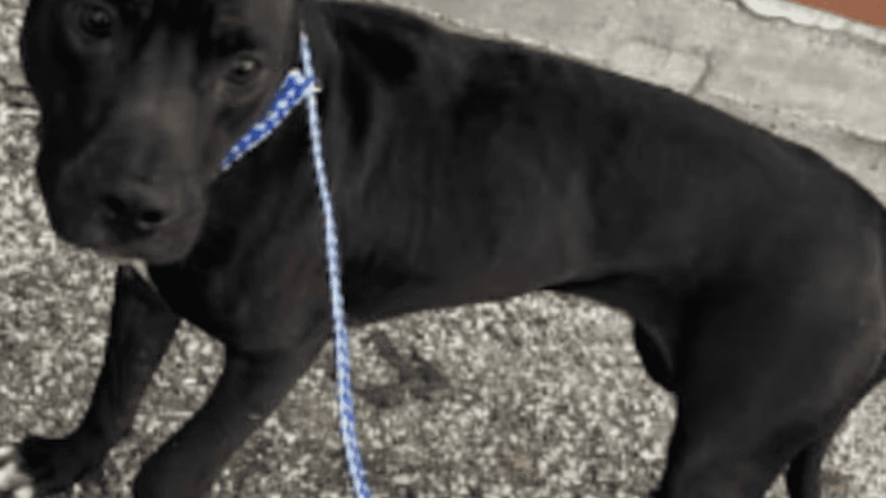 Sweet Dog Hit By Car Needs Your Help