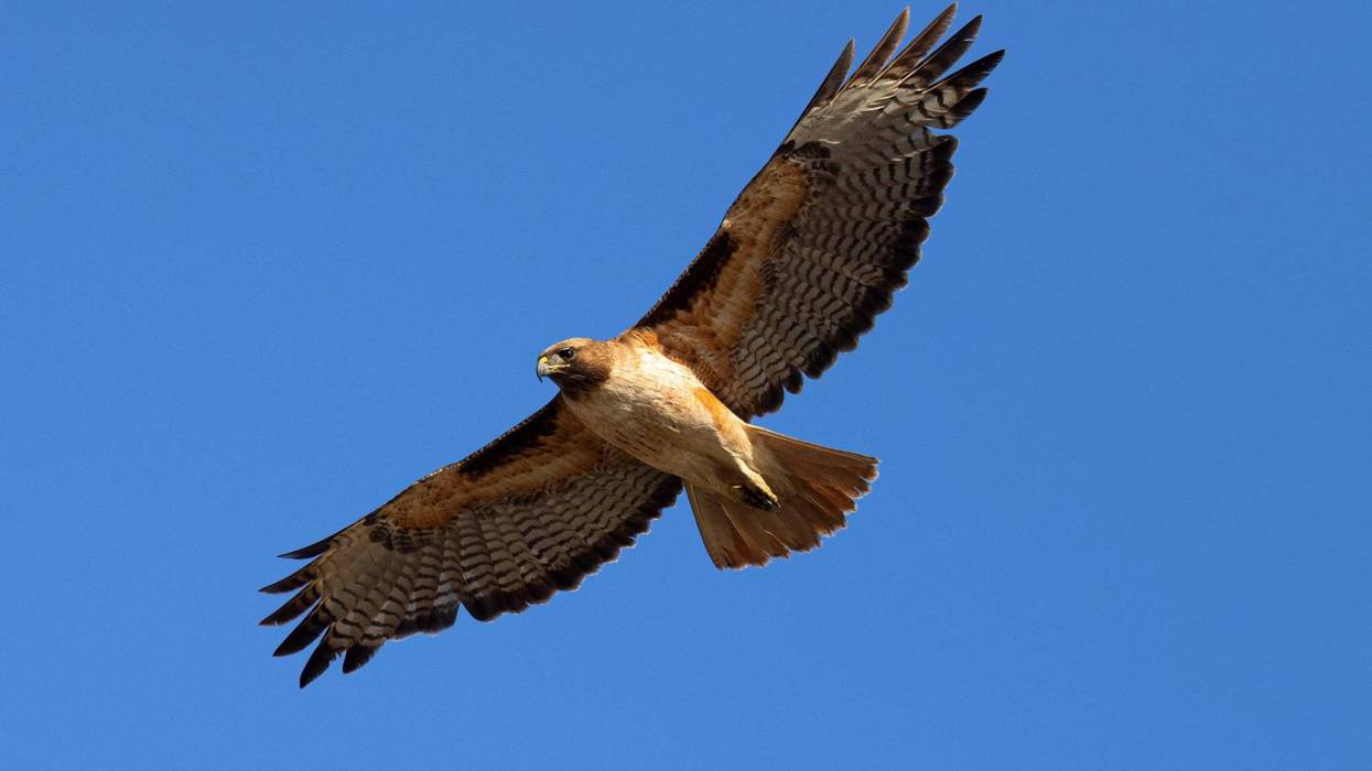 The hawks have been seen around the hospital for years.