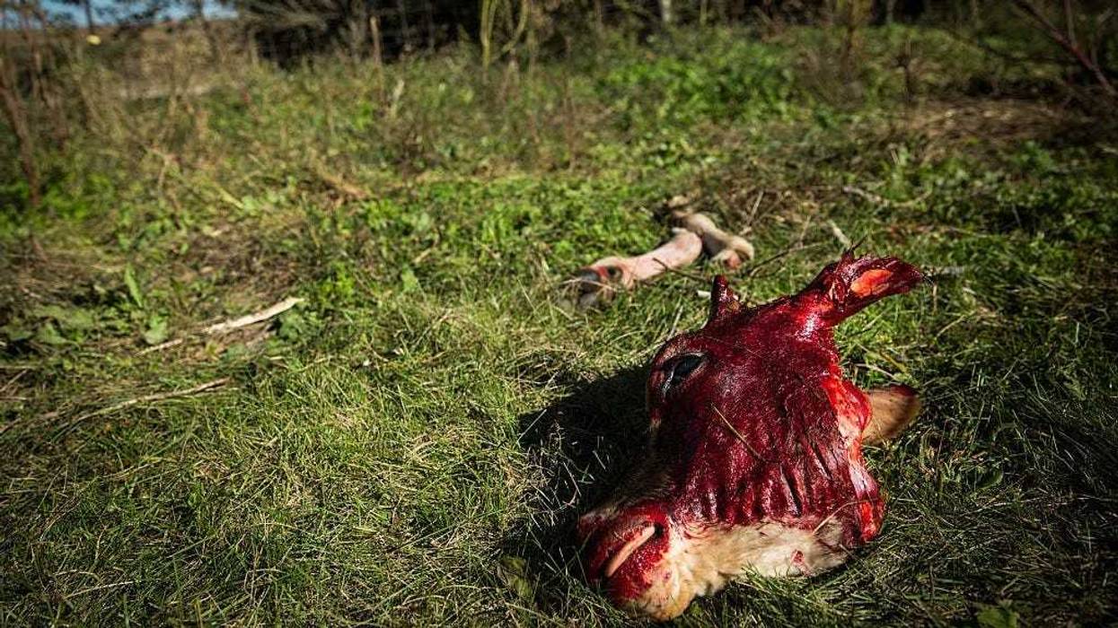 The head of a slaughtered calf lays on the ground after being killed by cattle farmer Ben Gotschall on October 11, 2014 in Raymond, Nebraska.