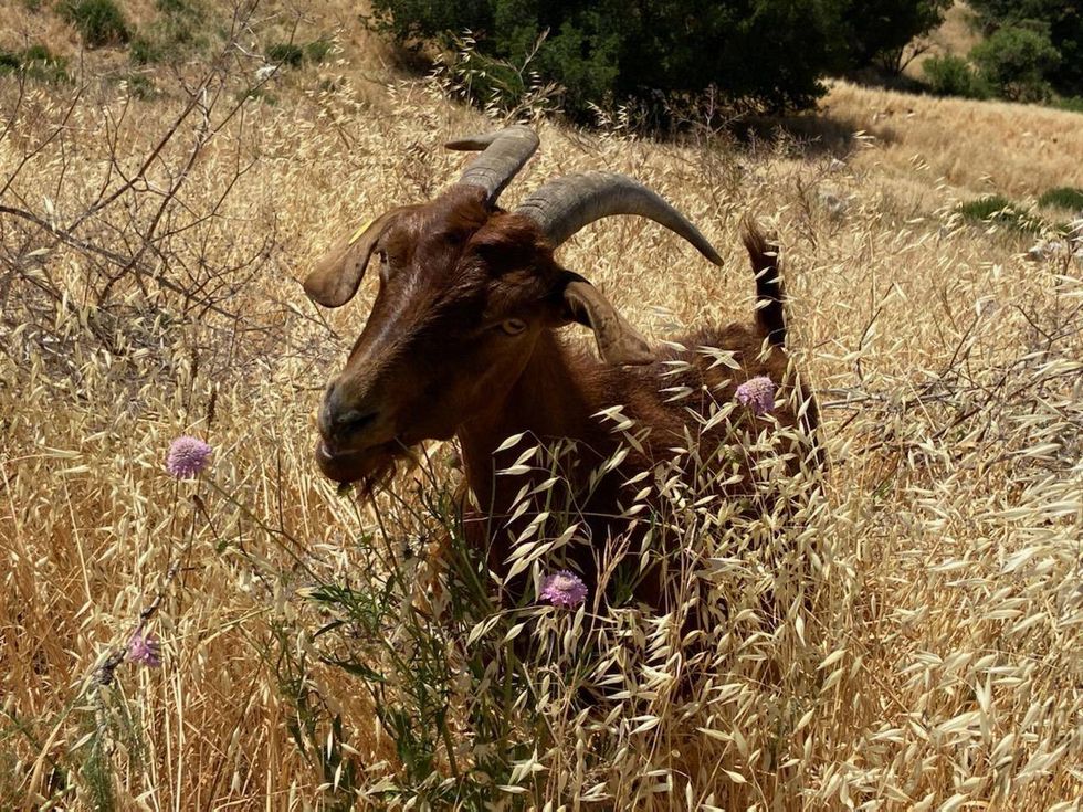 The herd of babies and mother goats will be clearing brush for months.