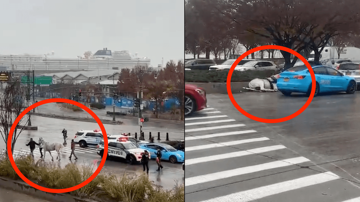 The horse crashed into several vehicles before falling on the West Side Highway