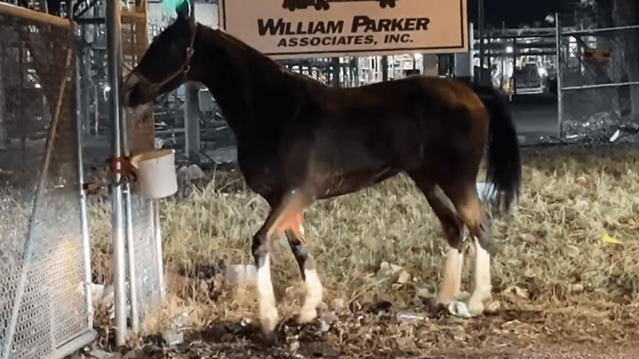 The horse that galloped on I-95 tied to a fence at Bath and Westmoreland Streets in Port Richmond