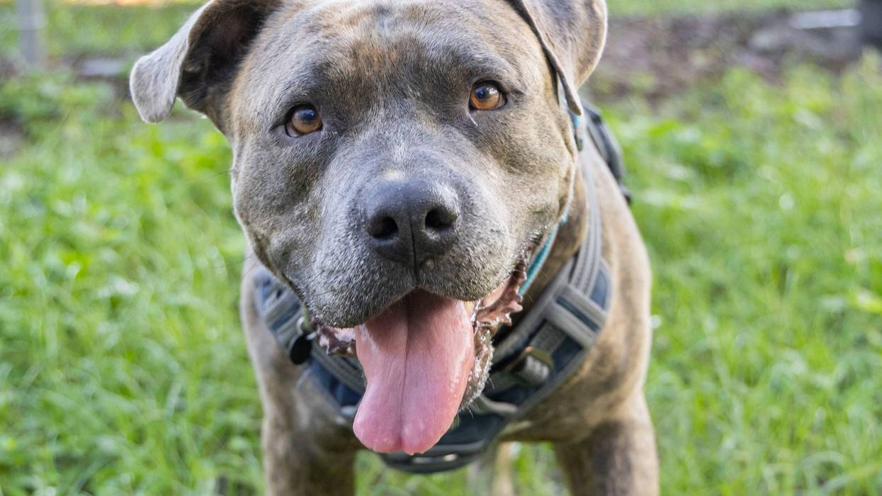 The Humane Society of North Central Florida