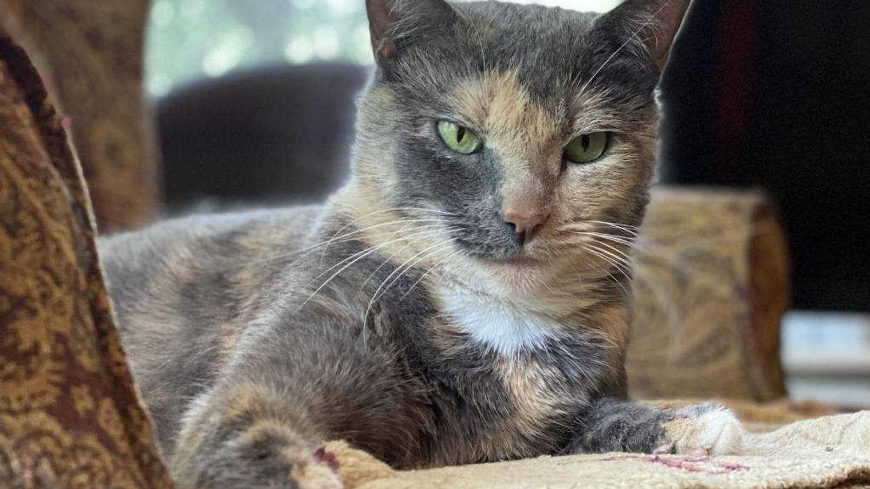 The Humane Society of North Central Florida
