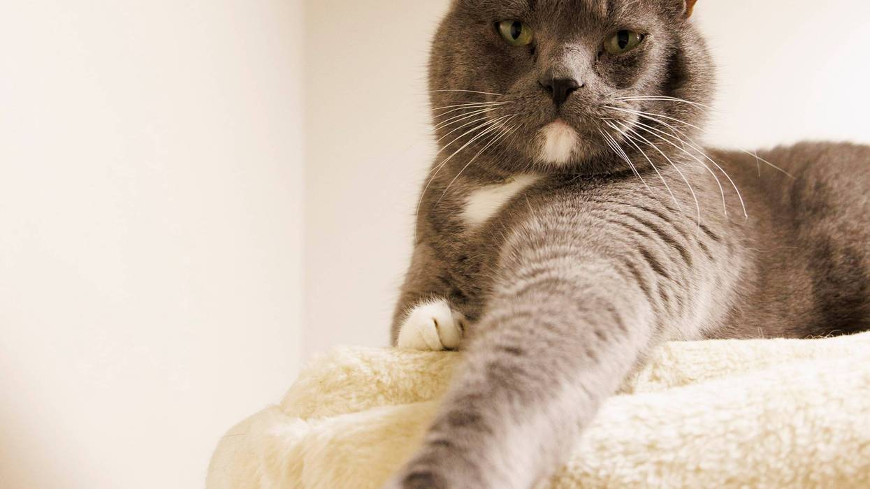 The Humane Society of North Central Florida