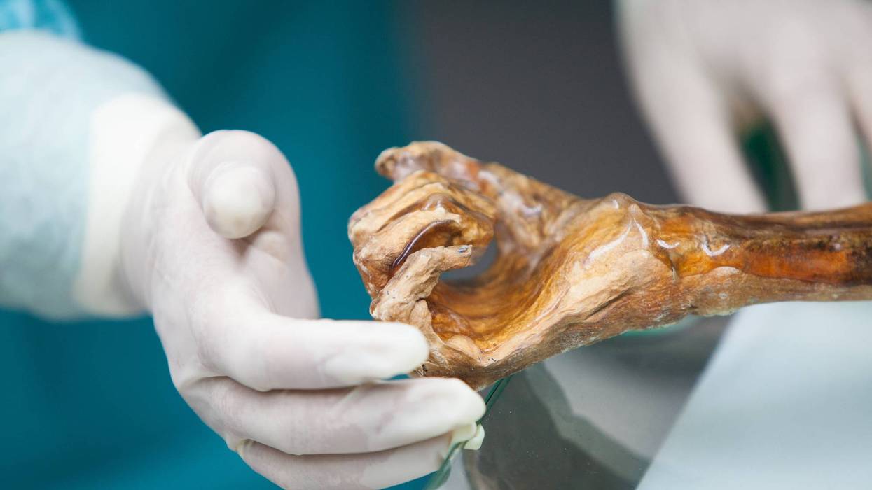 The Iceman mummy is preserved in a refrigeration chamber at a constant temperature of -6° C and a relative humidity of 99%. Credit: South Tyrol Museum of Archaeology / Eurac Research/Marion Lafogler