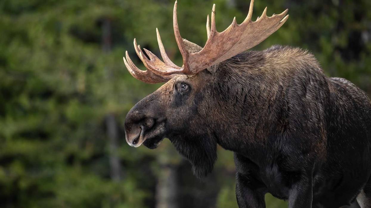 The incident happened on Thursday morning in the Canadian province of Saskatchewan.