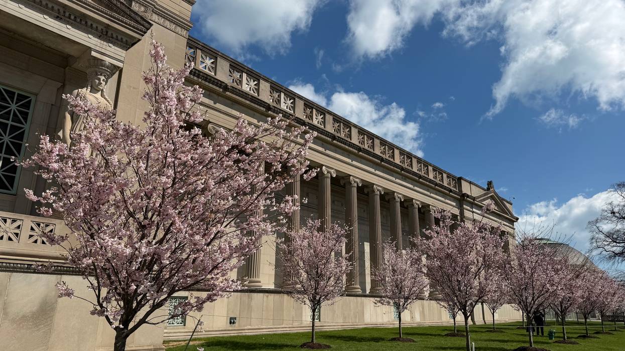 Jackson Park's famous cherry blossoms begin to bloom, but they won't be here for long