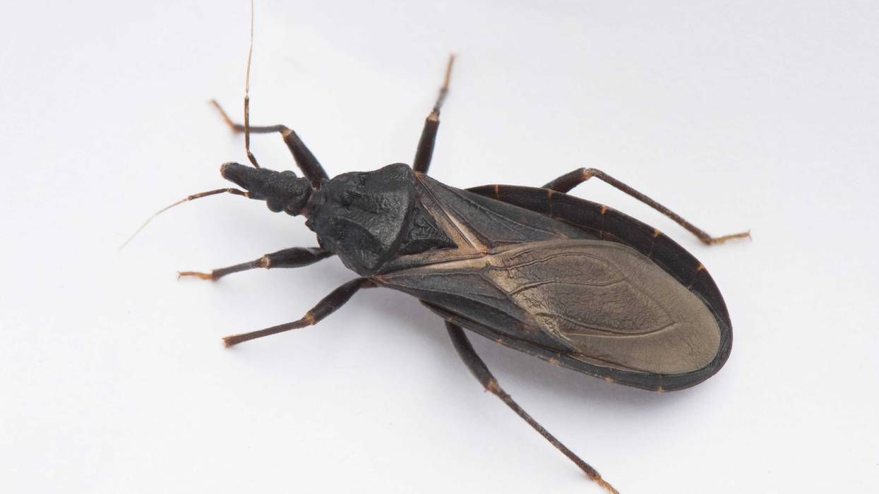 The Kissing Bug