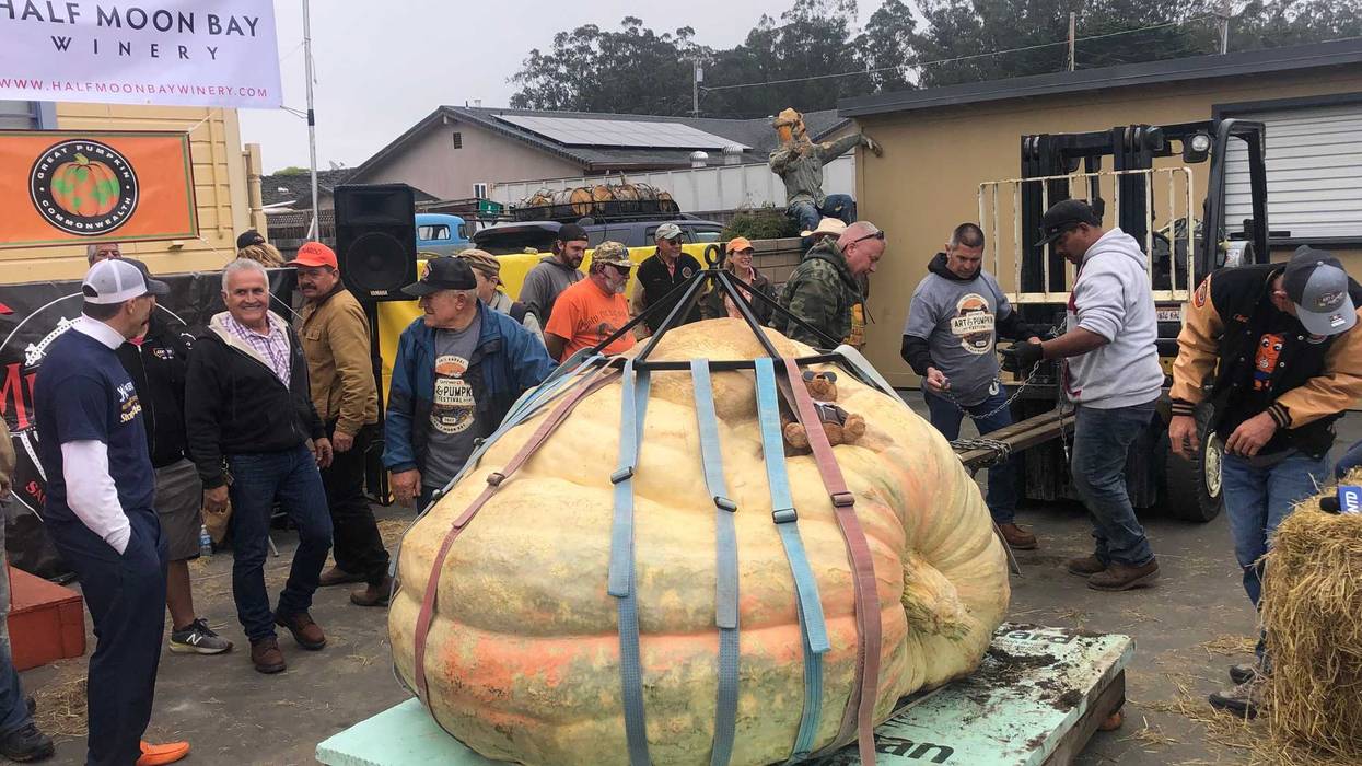 The largest pumpkin ever grown in North America sits at the Safeway World Championship Pumpkin Weigh-Off in Half Moon Bay.