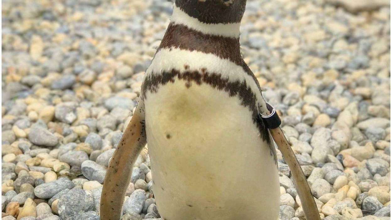 The last founding member of the Magellanic penguin colony at the San Francisco Zoo died on Wednesday.