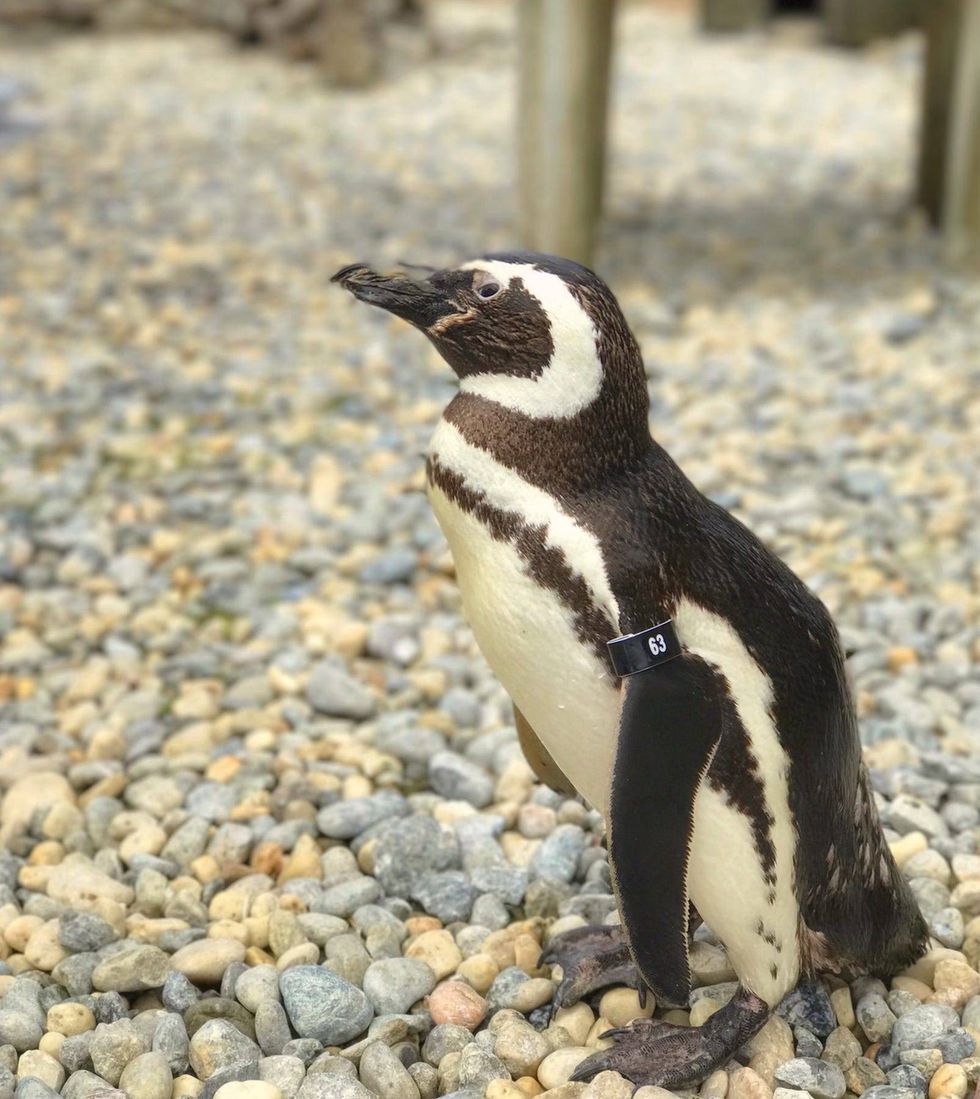 The last founding member of the Magellanic penguin colony at the San Francisco Zoo died on Wednesday.