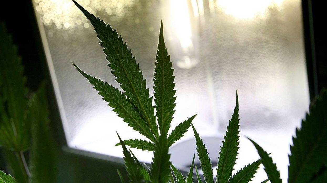 The leaf of a marijuana plant is seen under a grow light July 22, 2009 in Oakland, California.