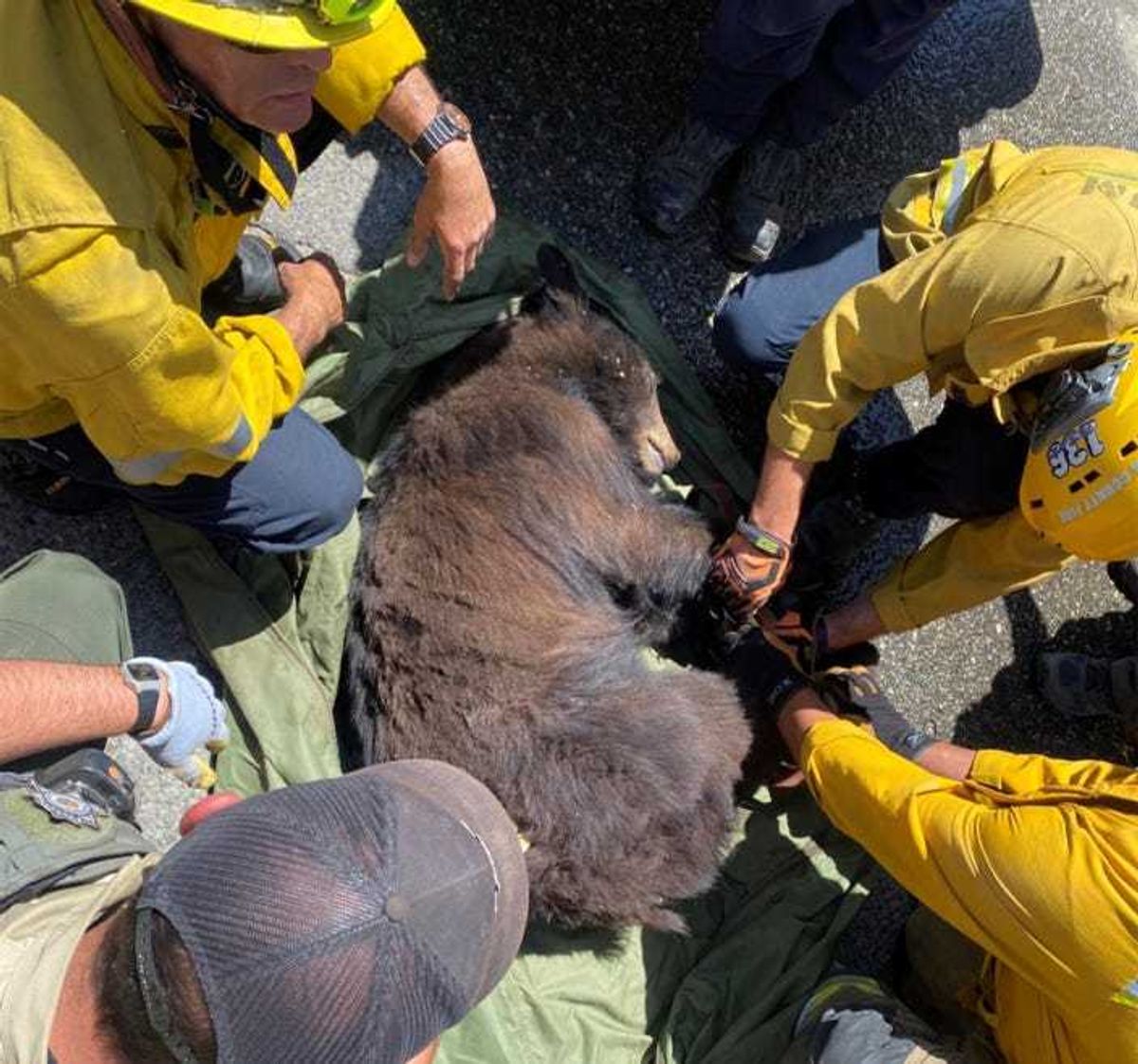 The Los Angeles County Fire Department helps free a trapped bear at Six Flags Magic Mountain