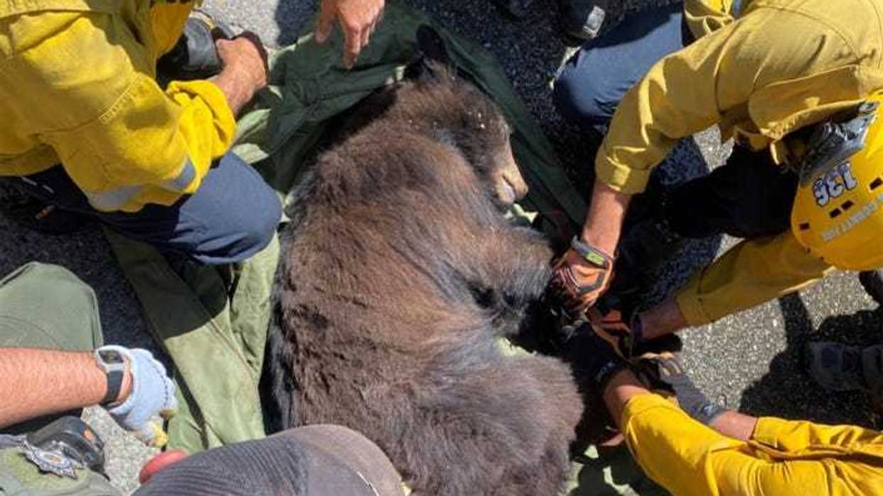 The Los Angeles County Fire Department helps free a trapped bear at Six Flags Magic Mountain