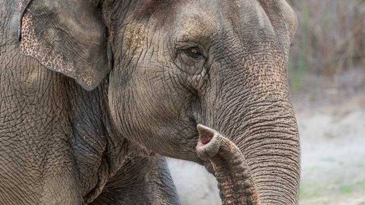 The Los Angeles Zoo family is mourning the loss of 53-year-old female Asian elephant Shaunzi. Here face is pictured here, with an upturned trunk.